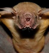 Image result for Bulldog Bat