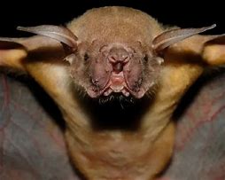 Image result for Bulldog Bat Biome
