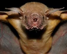 Image result for Greater Bulldog Bat
