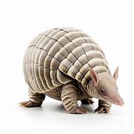 Image result for Armadillo White Background