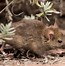 Image result for Doogie Mouse