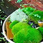 Image result for Small Moss Garden