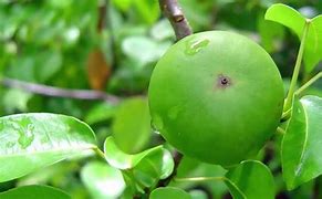 Image result for Manchineel Tree in India