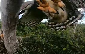 Image result for Harpy Eagle Attack