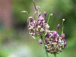 Image result for Allium scorodoprasum Art