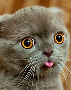 Image result for Cat with Weird Face Meme