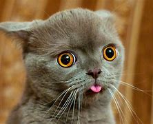 Image result for Cat Making Face