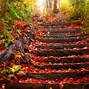 Image result for Display Autumn Wallpaper
