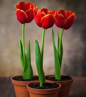 Image result for Tulips in Pots