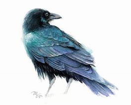 Image result for Watercolor Raven Painting
