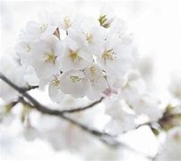 Image result for HD White Floral Background