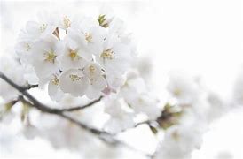 Image result for Pretty White Background