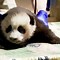 Image result for Giant Panda Cubs