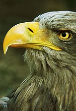 Image result for Bald Eagle Portrait Drawings