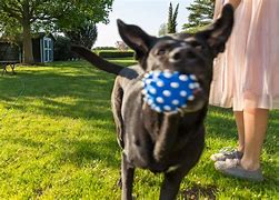 Image result for Interactive Dog Toys