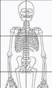 Image result for Life-Size Body Project Skeleton Printable