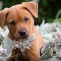 Image result for Computer Background Wallpaper Cute