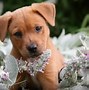 Image result for Puppy Laptop Wallpaper