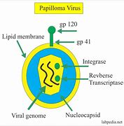 Image result for Human Papillomavirus Infection Elbow