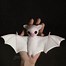 Image result for Baby Albino Bat Toy