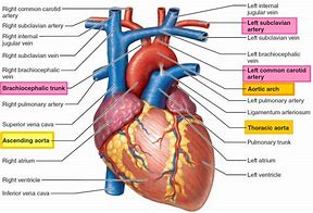 Image result for aorta
