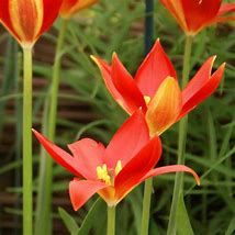 Image result for Tulipa sprengeri