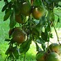 Image result for Weeping Grapefruit Tree