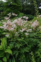 Image result for Filipendula palmata