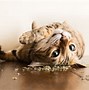 Image result for Cat Doing Catnip