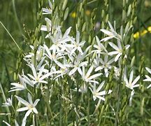 Image result for Anthericum liliago