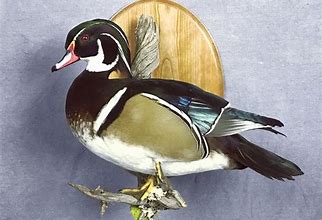 Image result for Male Wood Duck Mounts