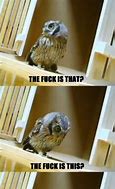 Image result for What Owl Meme