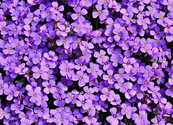Image result for Purple Flowers Wallpaper 4K
