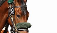 Image result for Race Horse Face