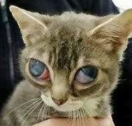 Image result for Cat Eye Socket