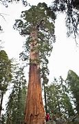 Image result for Biggest Tree in the World California