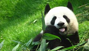 Image result for Panda Park Chinagif