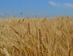 Image result for Winter Wheat