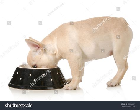 Malu Trevejo Eaten Out By Dog Vidwo