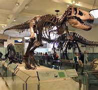 Image result for Dinosaur Museum USA