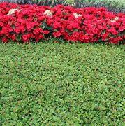 Image result for COTONEASTER QUEEN OF CARPETS