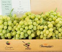 Image result for Japanese Muscat Grapes