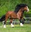 Image result for List of Horses