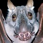 Image result for Biggest Hammerhead Bat