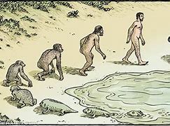 Image result for Memes About Evolution