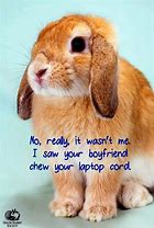 Image result for Rope Bunny Meme