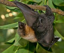 Image result for Fruit Bat Side View