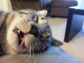 Image result for Sleeping Cat Meme Face