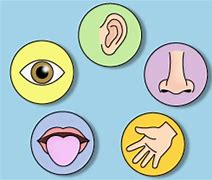 Image result for Five Senses Cartoon