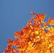 Image result for Fall Landscape Screensavers